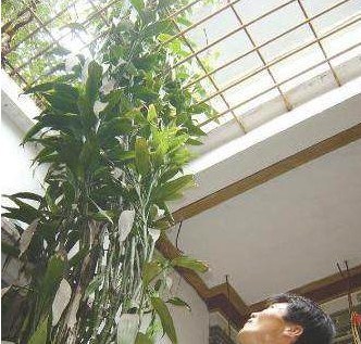 如果养这三种盆栽要小心 一言不合就长到屋顶 又利风水又好看