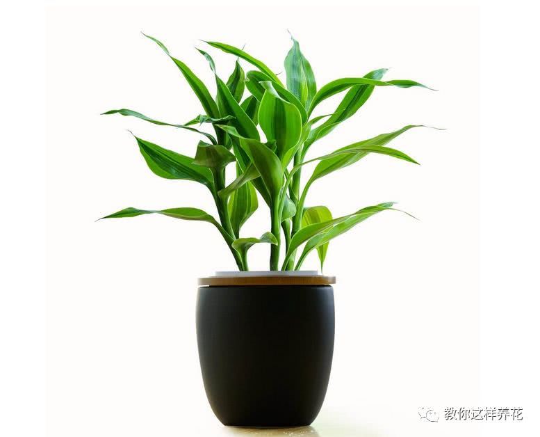 他家里的富贵竹又绿又亮 一瓶大白根 原来水里加了这5种东西