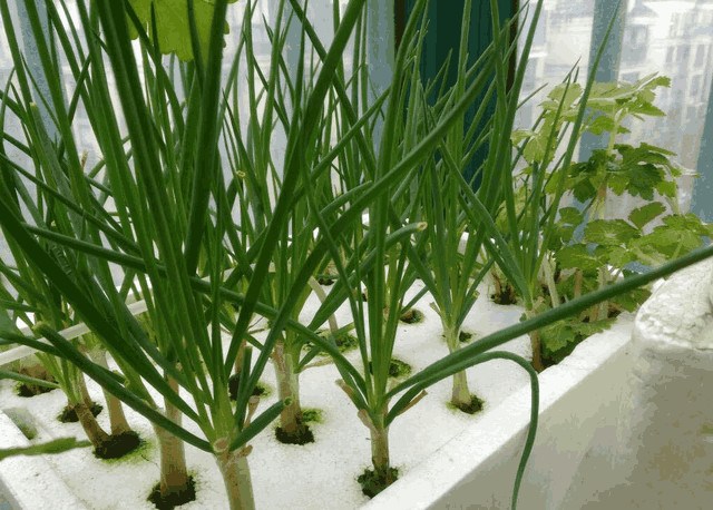 不用土、不用盆 阳台这样水养小葱 种一次吃一年