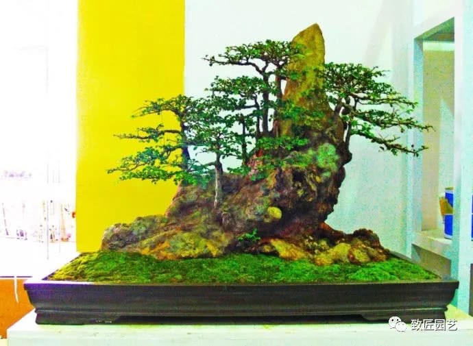 全国第七届花博会树木盆景展品选登