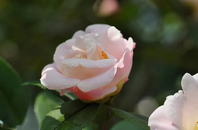 家里养盆它 芬芳浓郁 香水什么的都靠边站