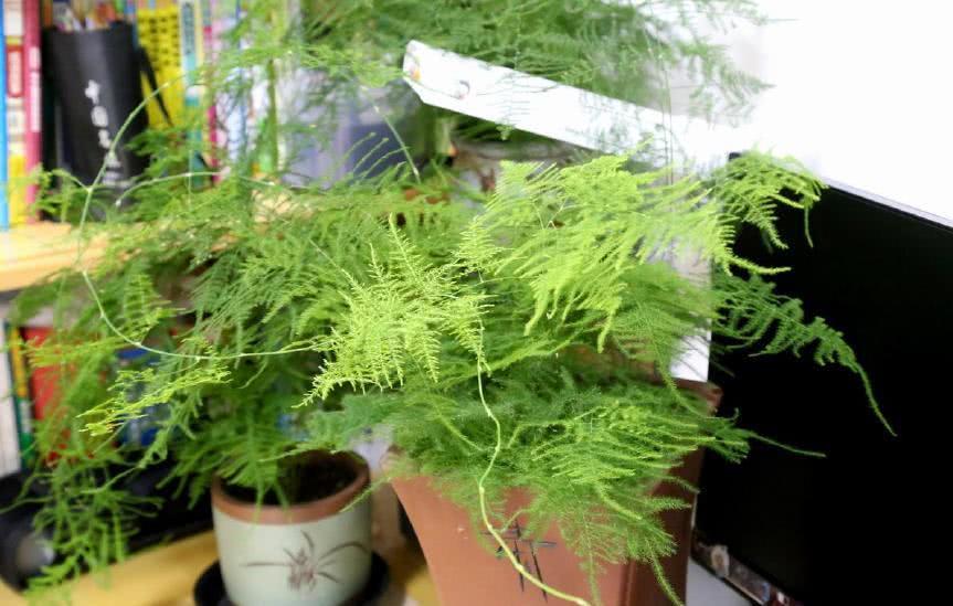 老花农说漏嘴 文竹富贵竹长得差 入秋后喂点它 枝粗叶更绿