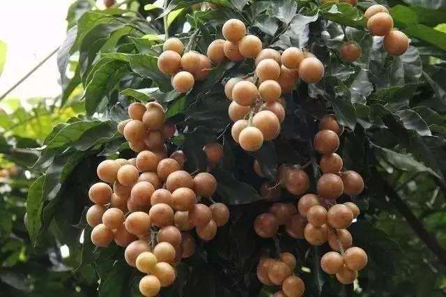 这种水果 皮核都能吃 扔一粒种子到土里 来年果子挂满枝