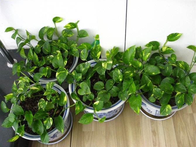 新手小白不懂浇水?这3种花适合你 水越多长的越好