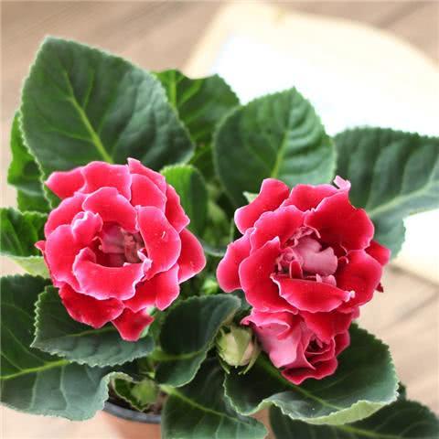 这2种耐阴花卉 没阳光也能开爆盆