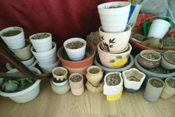 致这个夏天，被我们养死的花，养花坑里还要再跳100回...
