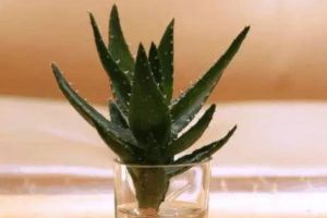 水培烂根一招全消灭,叶子绿得能滴油!