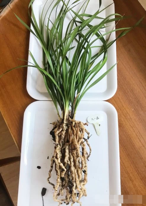 用这种草做成肥料 兰根吸收好 来芽开花更快