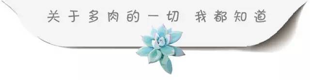 多肉开花处理TIPS