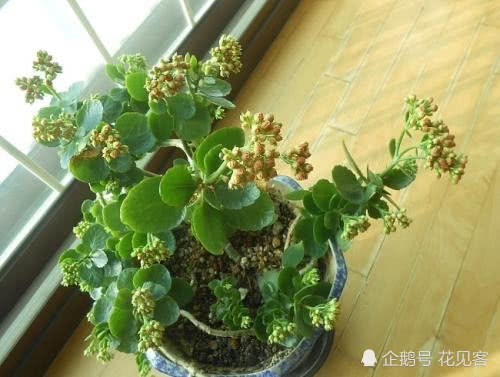 一场秋雨一场寒 长寿花撒点它抵御寒气入侵 呼呼疯长 花开爆盆
