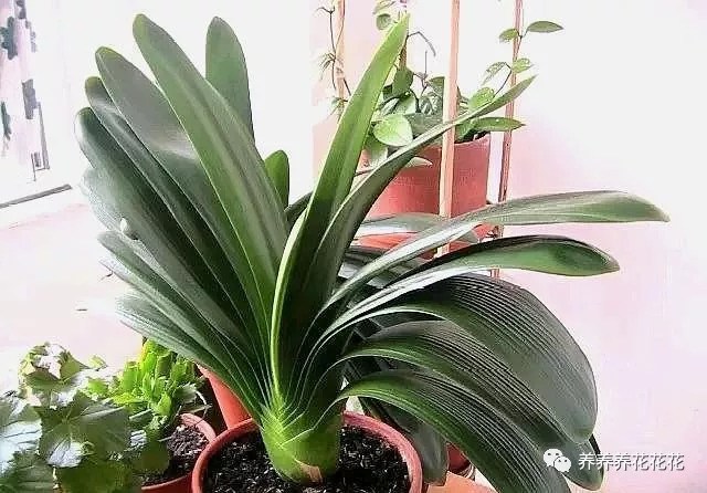 知道君子兰开花的时间 再用对方法 让君子兰年年开花就这么简单-养养养花花花