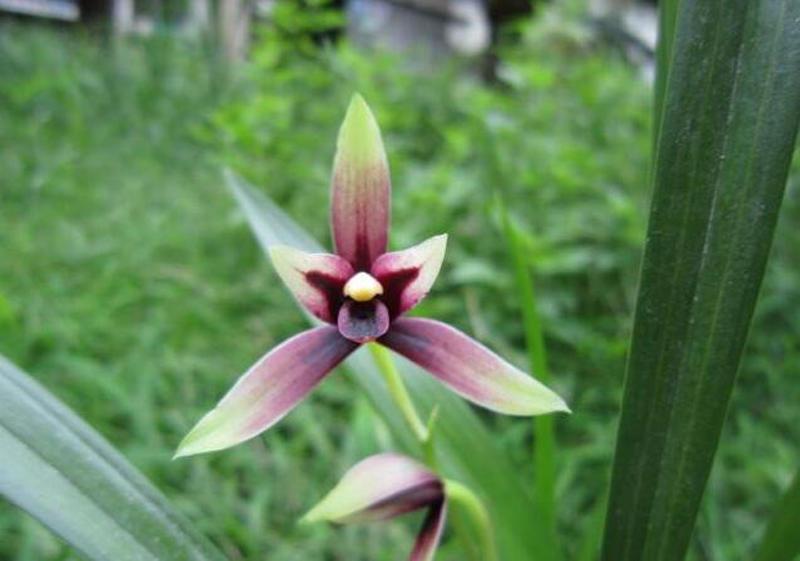 建兰晨光花开 花主:爱兰就来