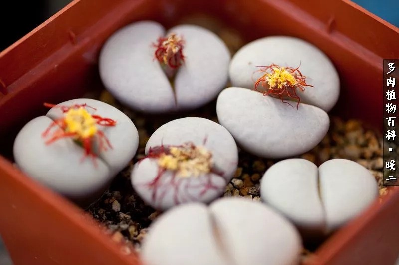暖二的生石花养护心得连载:生石花度夏篇