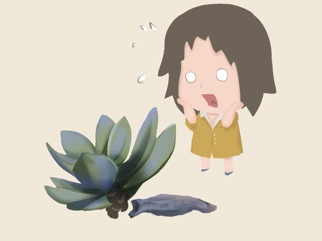 多肉植物黑腐了怎么办 小漫告诉你答案