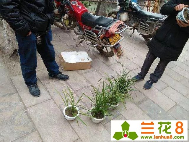 大爷进城卖兰花 10元一盆分分钟被抢光 你看值不值？