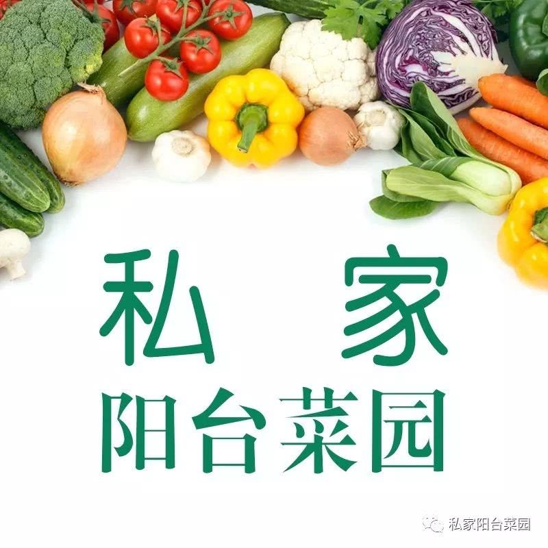 阳台菜园进阶版 城里人都在桌上种菜了