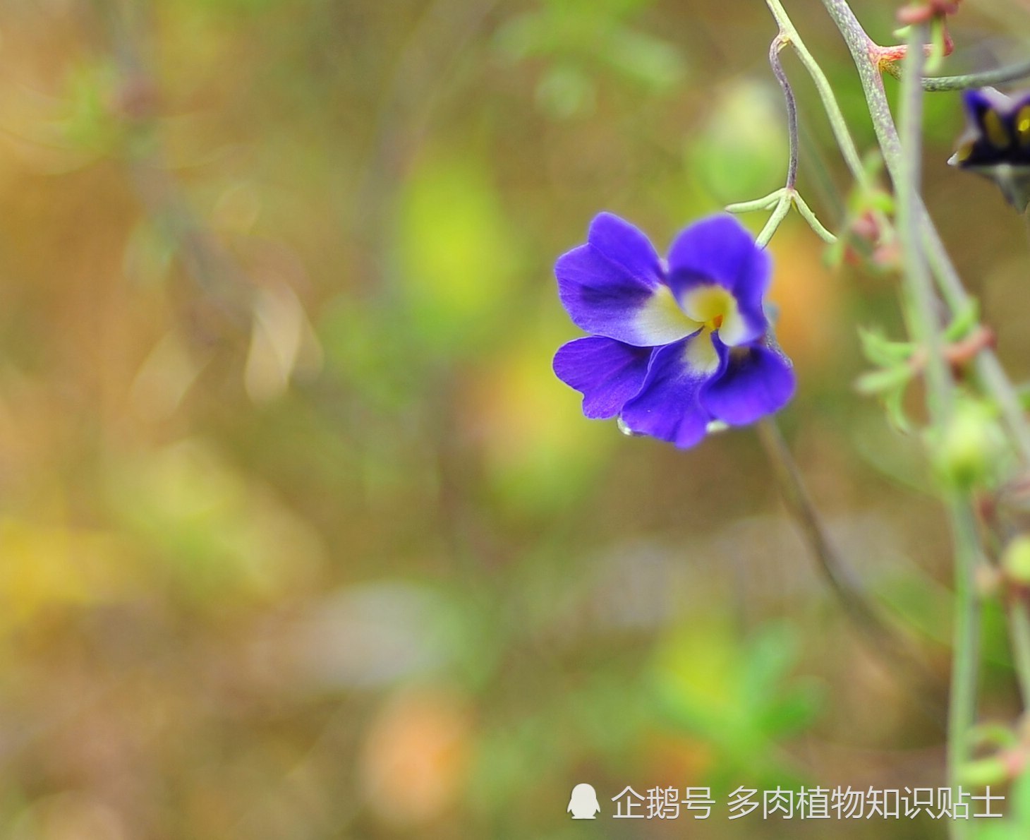 天蓝旱金莲开花了 夏天的气氛渐渐升温