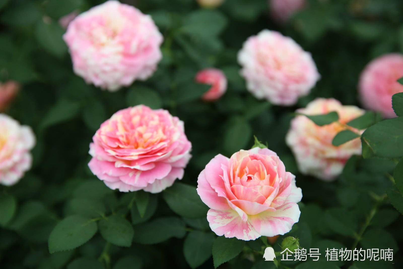 此花漂亮 仙气十足 花香怡人 花期长花量大 好养护 深受喜爱