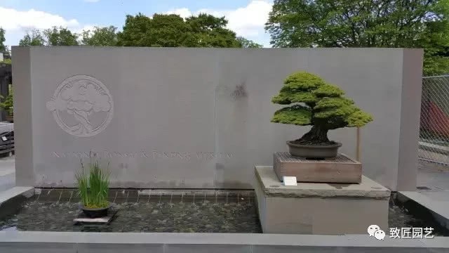 大片来袭:美国国家植物园盆景展览