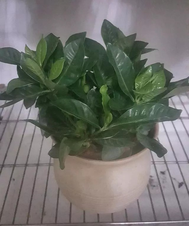 北方入手栀子花的好时节到了