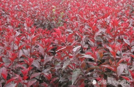 紫叶矮樱怎么养?知道这些让你学会如何养出漂亮的紫叶矮樱