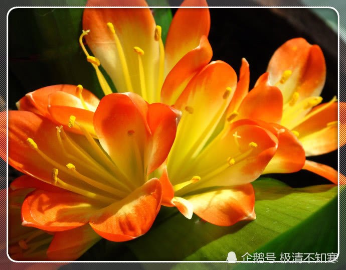 君子兰开花是个好兆头 寓意家庭和睦 全家健康