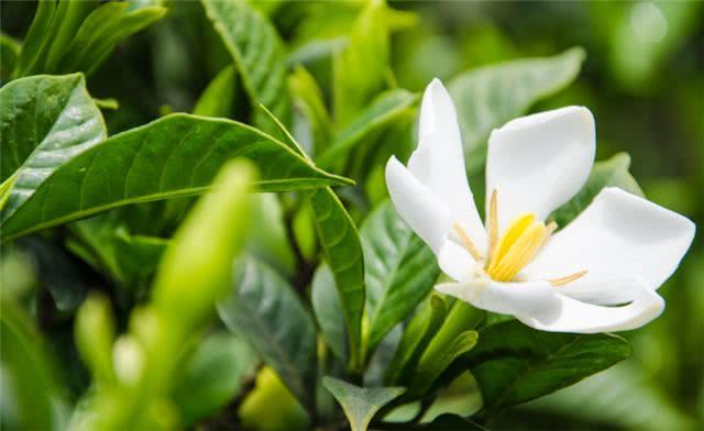 往腐叶土中加点它 用处非常大 啥花都能养好