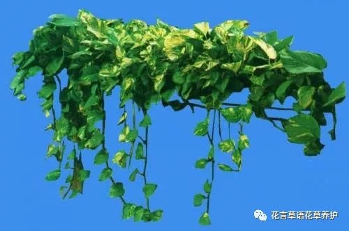 绿萝怎么养长得又快又好