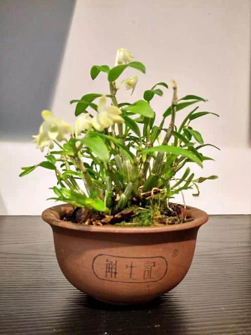 这种不死草 清热益脾还好养 看完你也想养