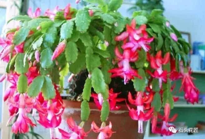 2种花夏天憋股劲 秋季加点它 进入疯长模式1天1个样