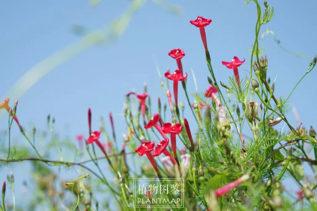 颜值高花期长好养活