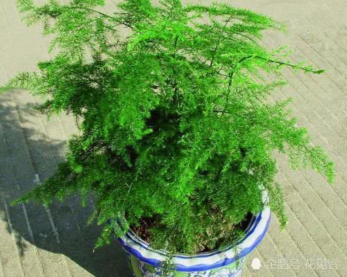 金秋养观叶绿植要用这种绿叶肥 叶子绿油油 新芽呼呼冒