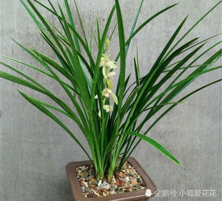 这三种宝 用来滋养兰花 叶绿发光
