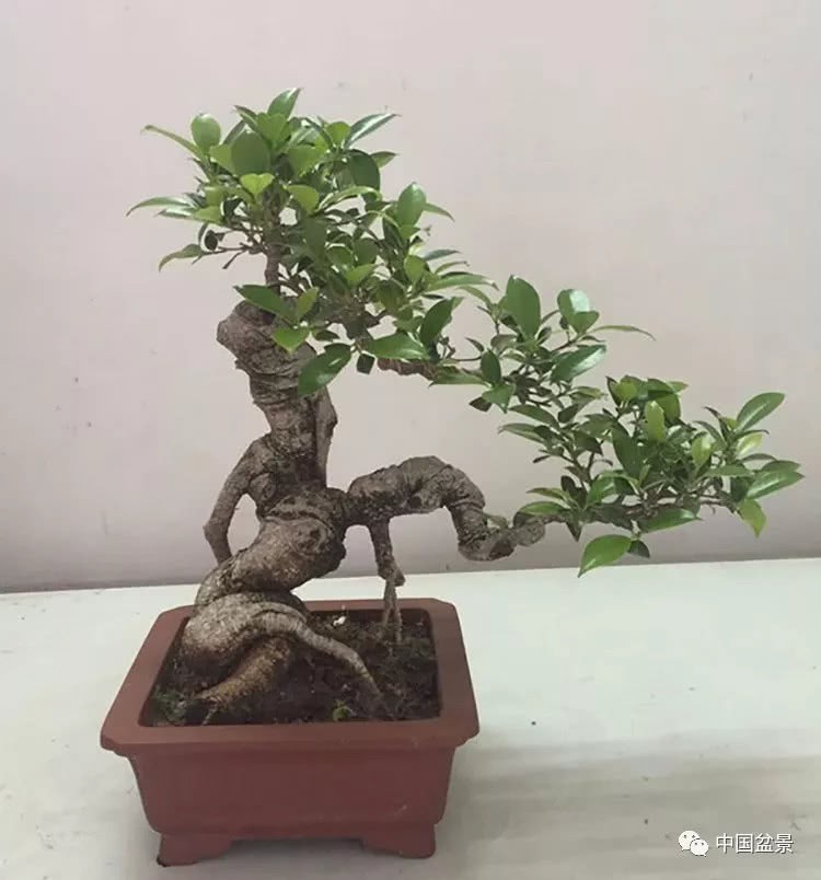 赏玩盆景彰显心灵深处的情怀……