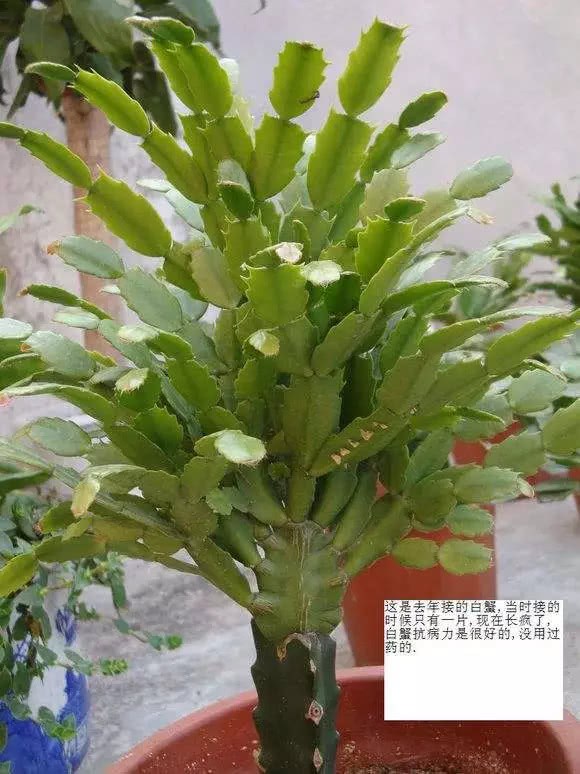 火龙果枝条 嫁接蟹爪兰 不是为了吃 开花层层叠叠特好看