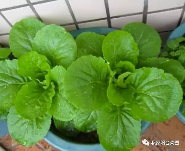 秋季种这3种蔬菜 好吃又养生