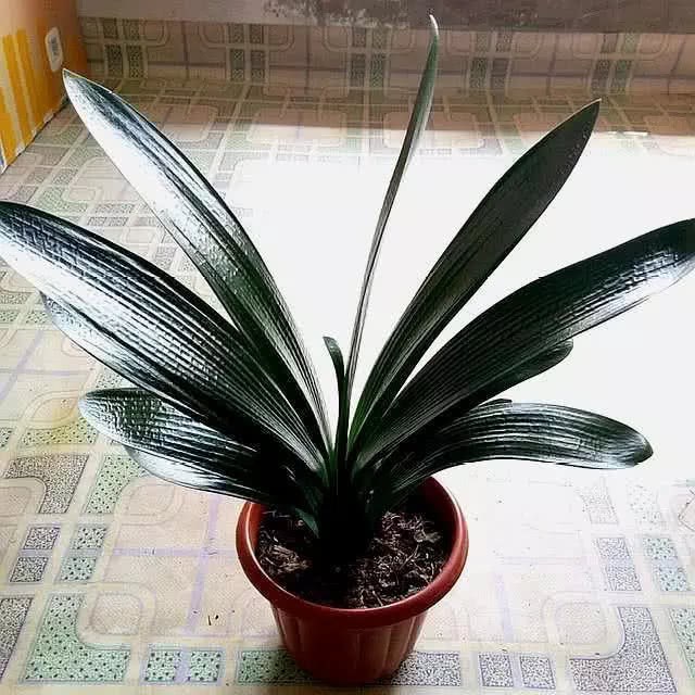 养好君子兰的窍门 做对这几点 年年开花上百朵