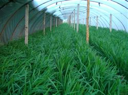 韭菜种植:秋冬怎么种植大棚韭菜?