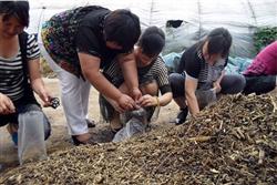 白灵菇栽培技术：白灵菇栽培原料怎么配比？