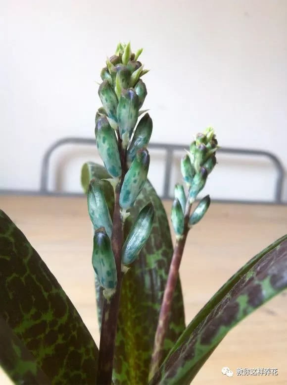 这4种花养的人少 但却美得出奇
