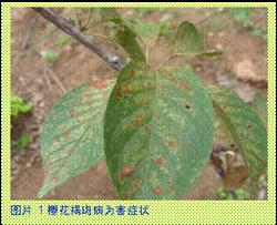 樱花褐斑病怎么防治?