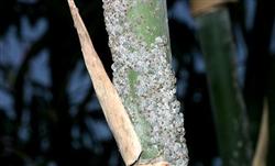 种植竹笋有哪些病虫害需防治?