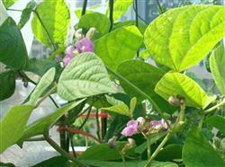 芸豆种植：芸豆花期为什么不能浇水？