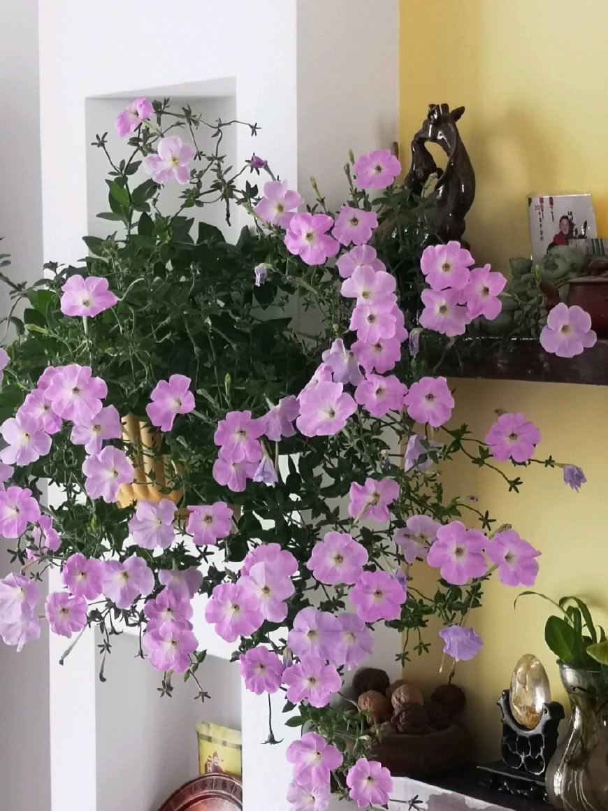 最容易开爆盆的花 花期大半年 丢土里就能活 秋天养花选这些