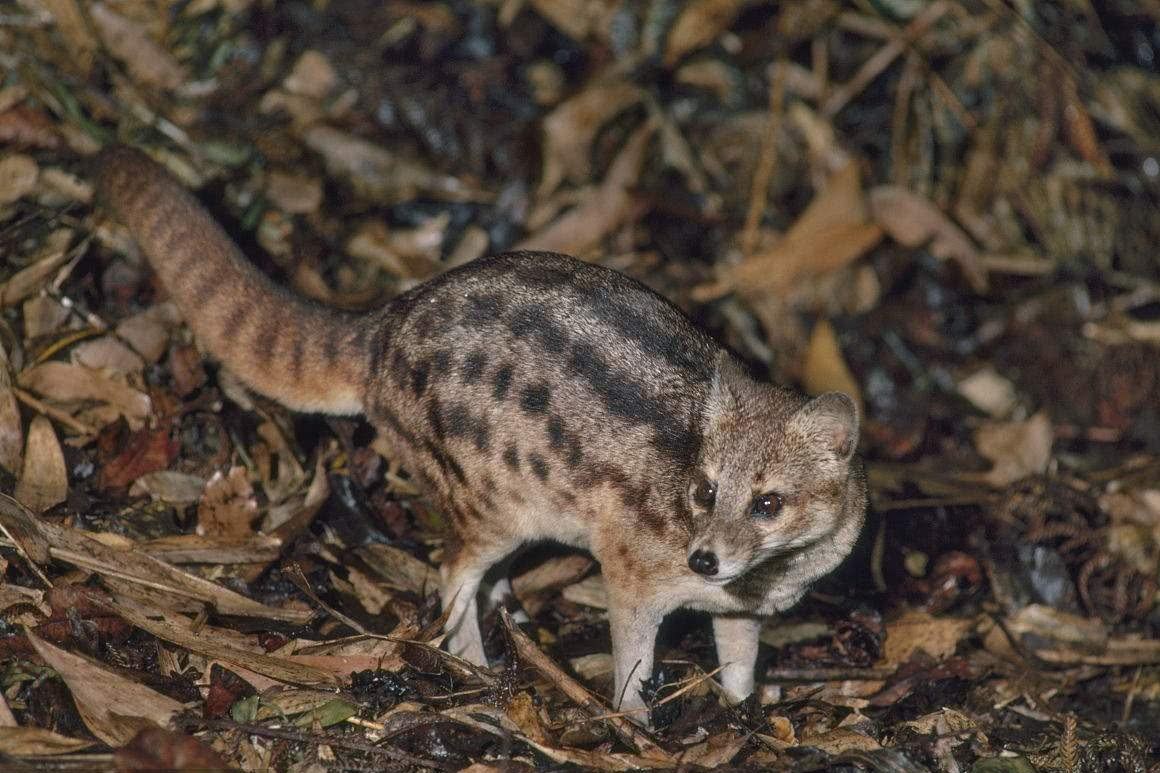 它长得酷似野猫 俗称夜游神 含有贵重香料养殖品600一只