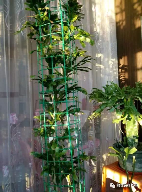 这种花是嫁接神木 嫁啥活啥 开花还特仙气