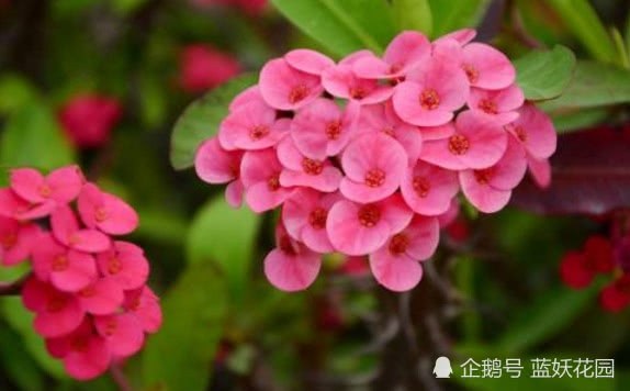 阳台上这种花 晒不死 旱不死 365天都能开爆盆