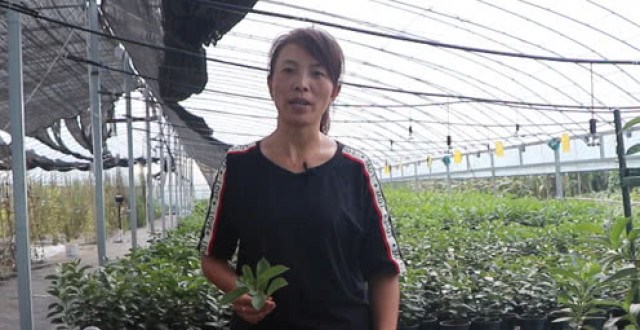 飘香藤的株型不满意怎么破