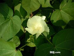 **棉花棉茎木囊蛾怎么防治?