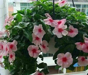 这种植物不分季节就开花 一开就是200天 掐一根枝就能活